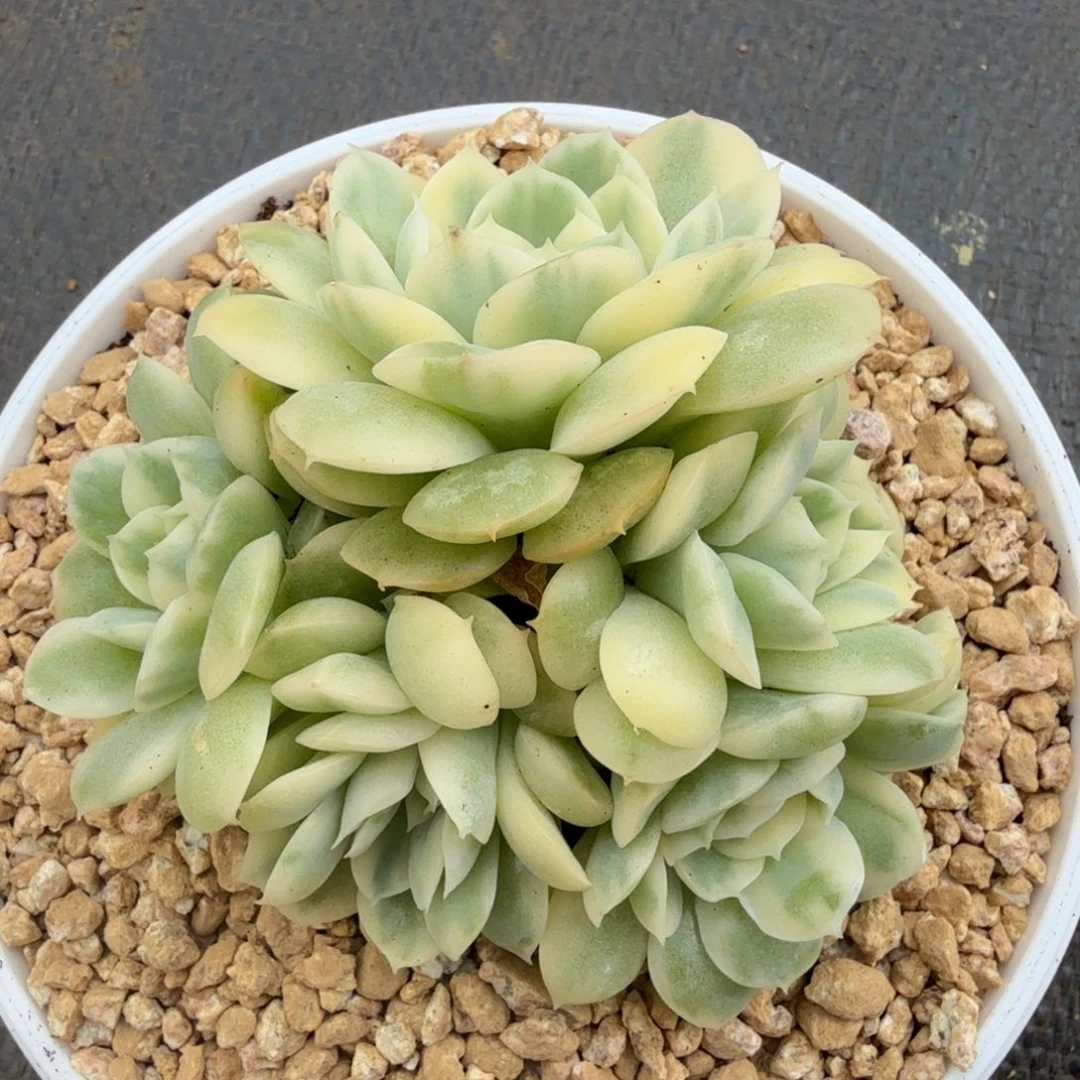 绿体昂斯诺锦群锦上园艺一物一拍