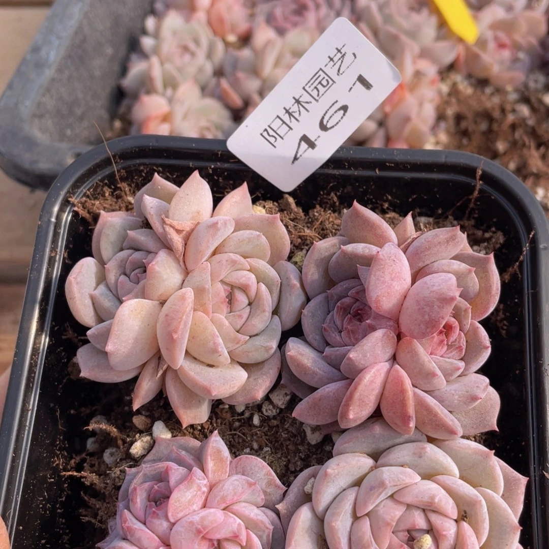 多肉植物多肉植物461