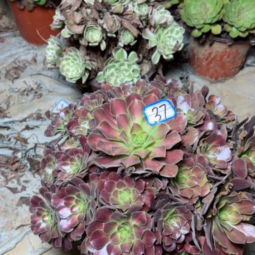 【闪购商品】?*?花纳37