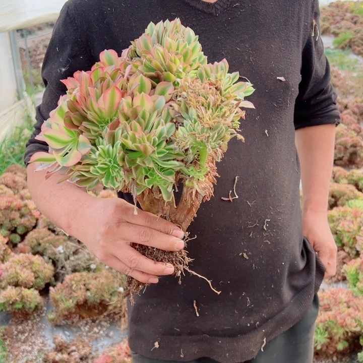 红袖醉话73号多肉法师