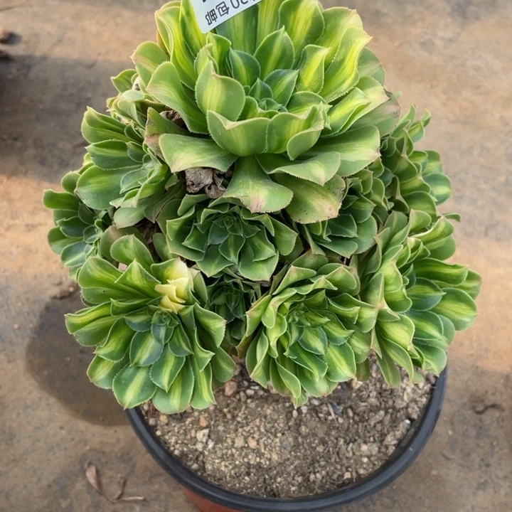 401琉璃宽锦多肉12345578