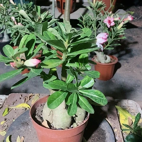 【闪购商品】无花朵用****6