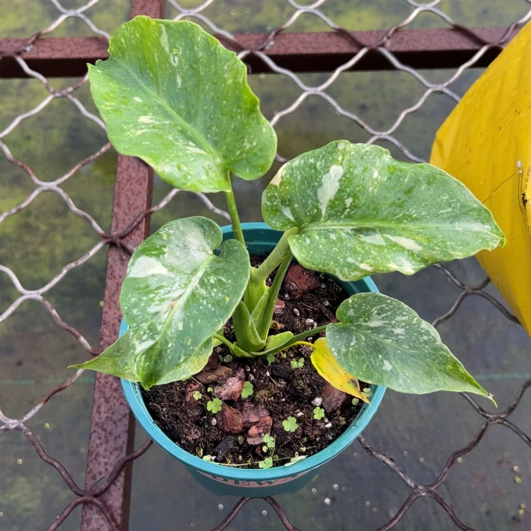 天***星完全开放9552洒金龟背竹