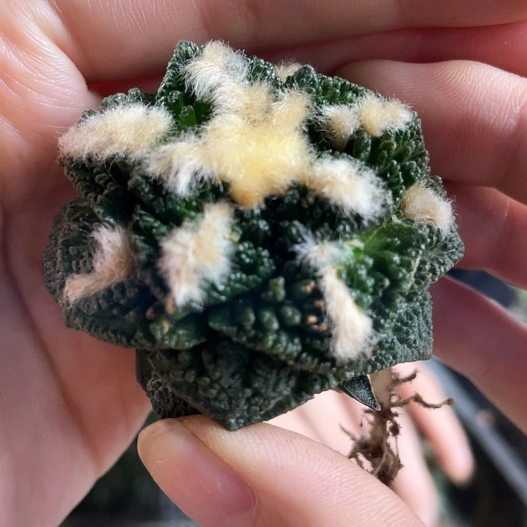 5cm自根龟甲牡丹1颗