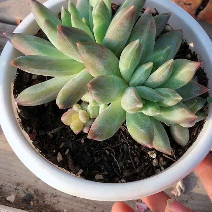 【闪购商品】华****金华轩不发