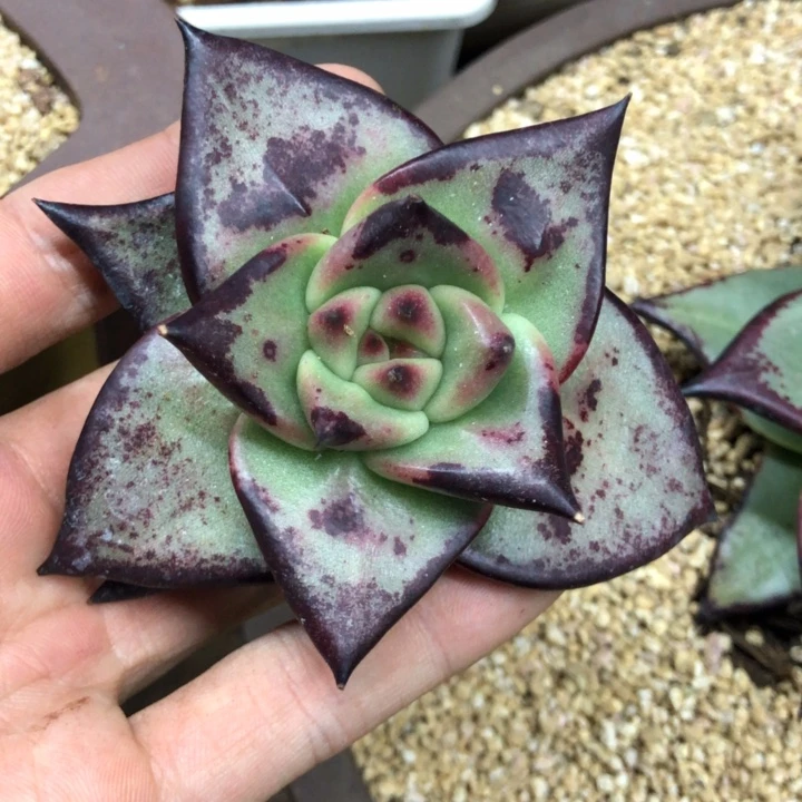 基因漂亮乌木凸起