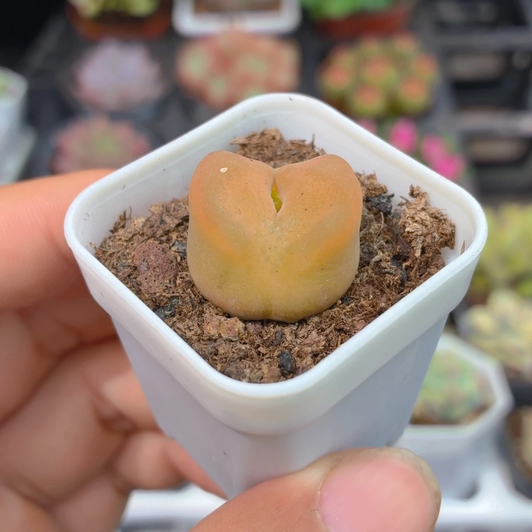 毛汗尼多肉9.9包邮发货