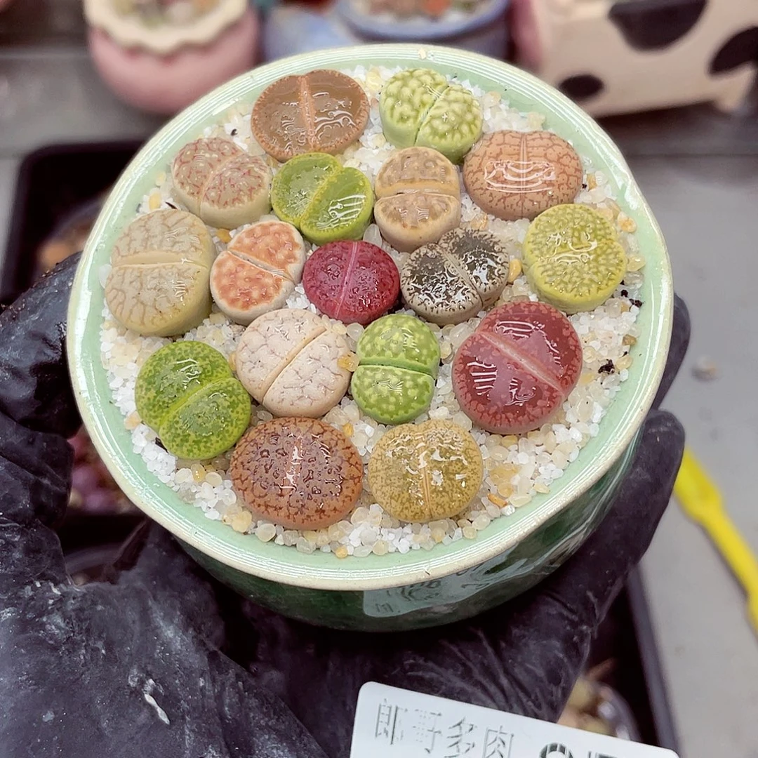 生石花满18包邮0926-37