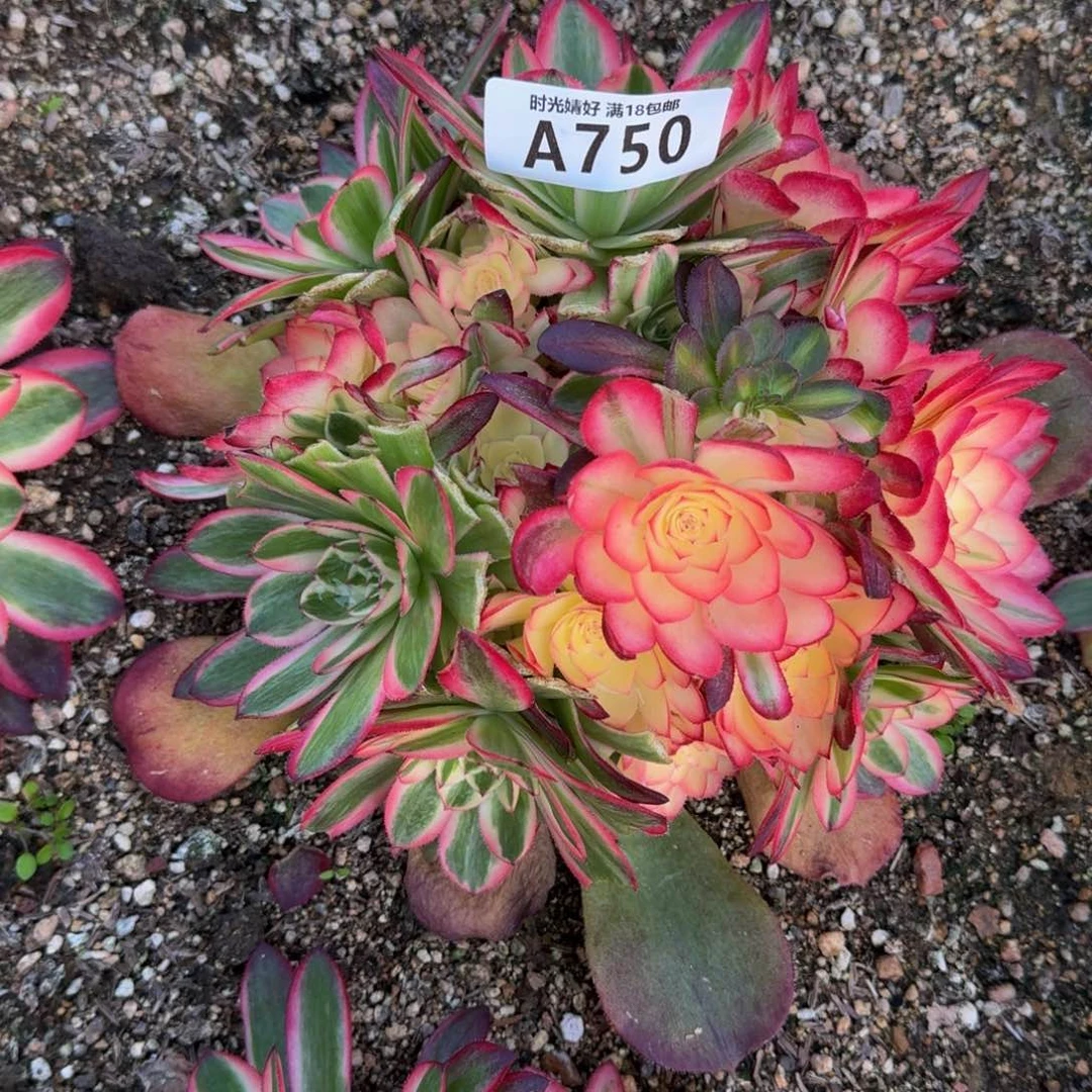 ?****?750荔枝多肉植物