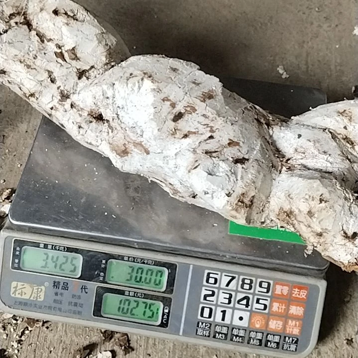 中国大陆现挖茯神湖好皮整根