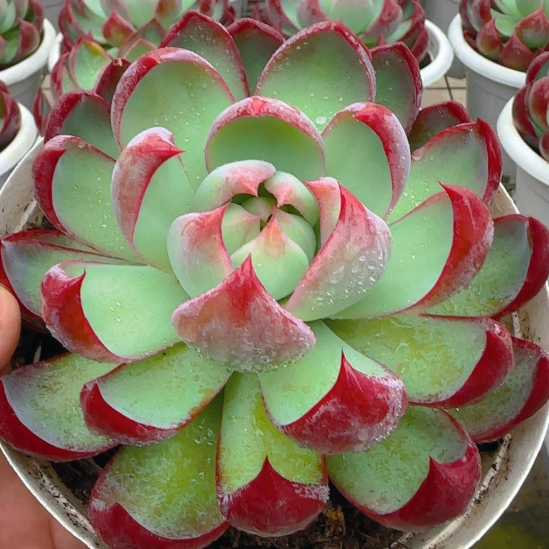 金鸿仙子金鸿仙子