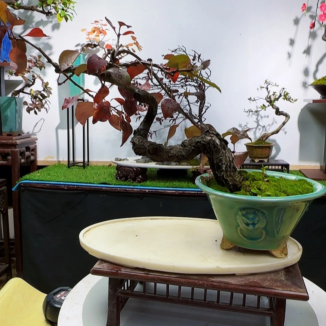 福***娃无花朵棠梨老桩大哥货架看