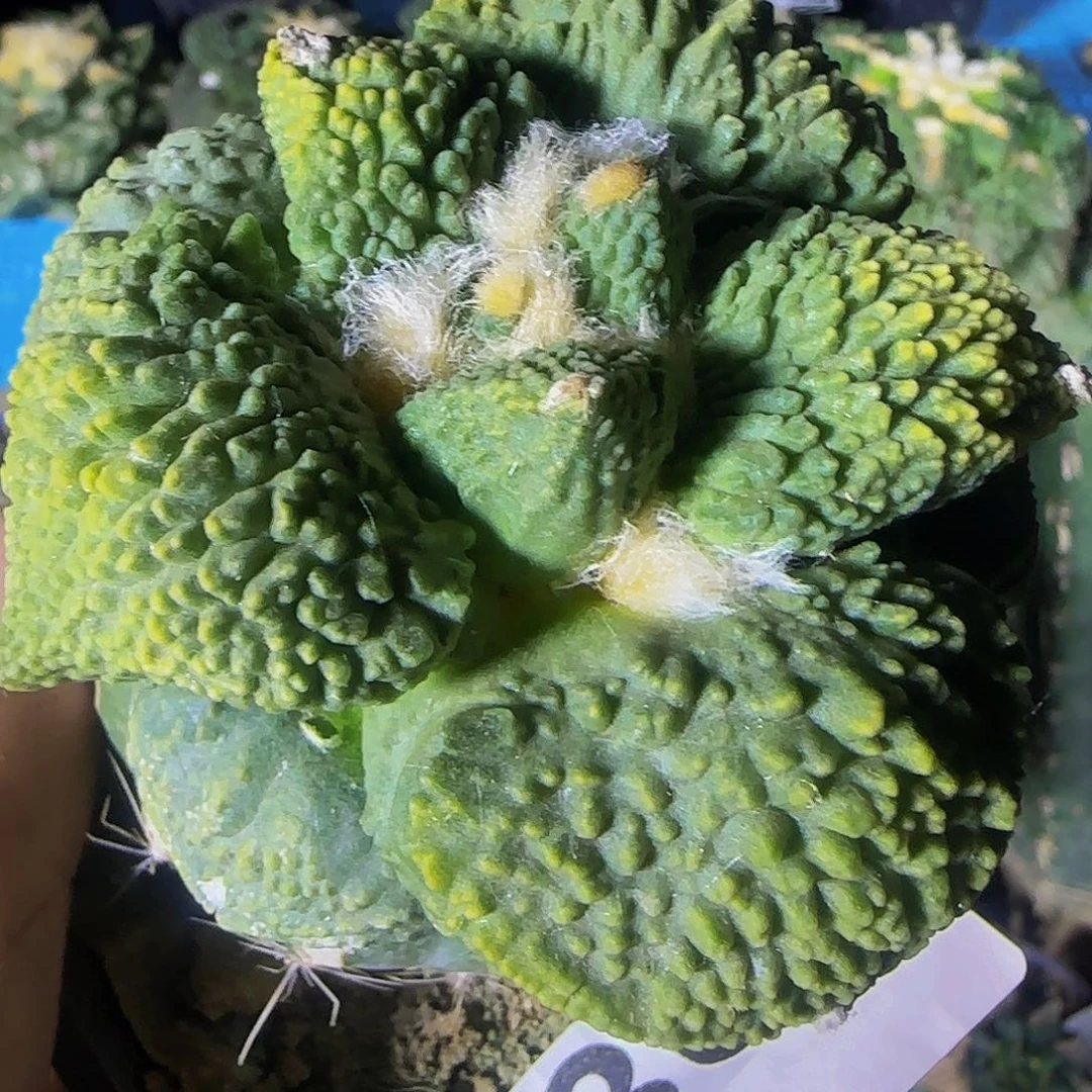满尤怒锦301仙人球开花