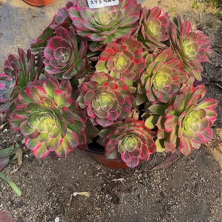 潇**哥多肉莲花693多肉