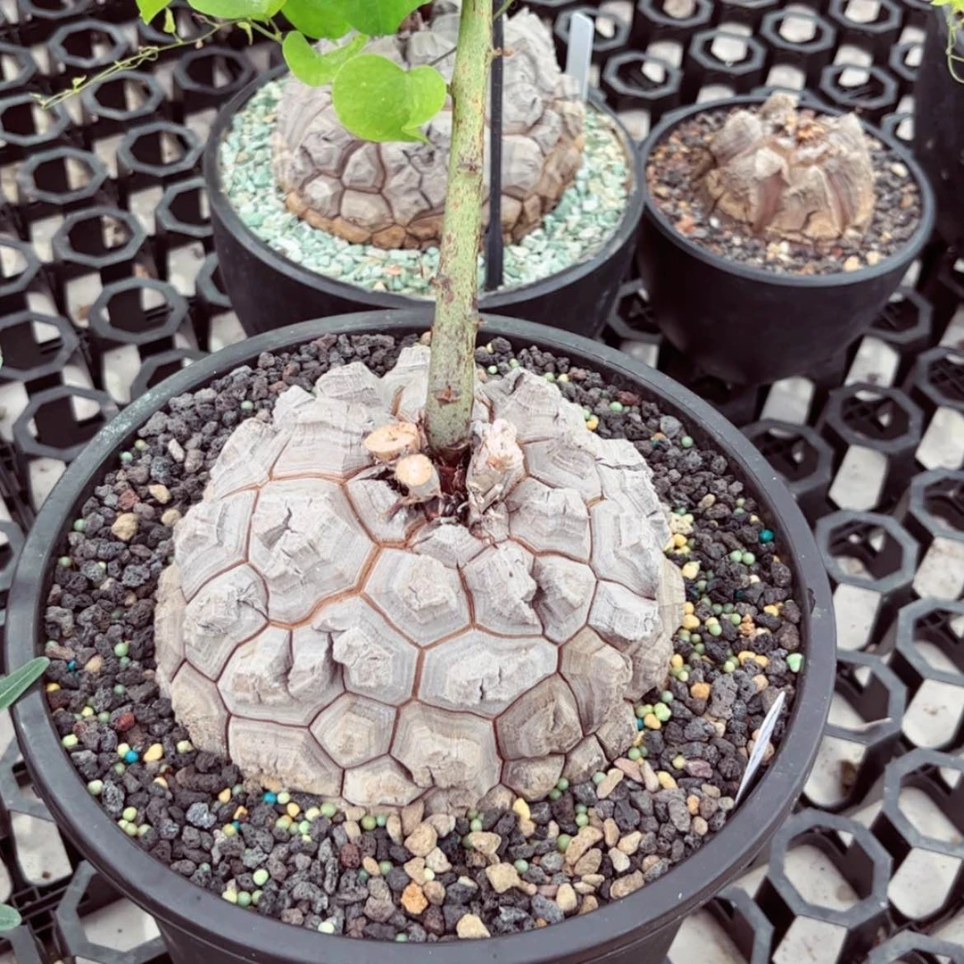 【闪购商品】无花朵龟甲龙2500