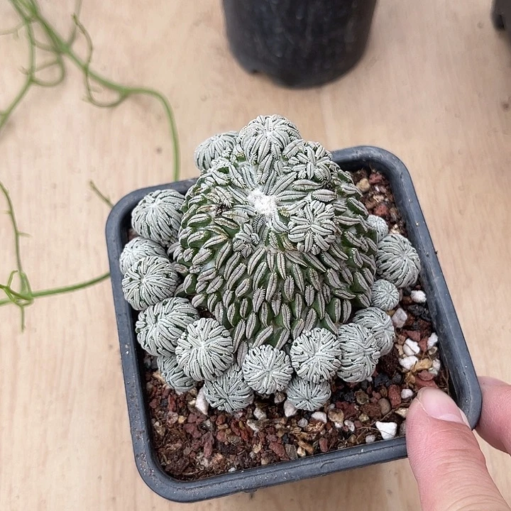 无花朵精巧丸仙人球一物一拍