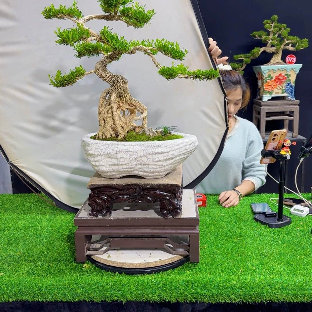 当前无花朵，栽培后可花朵