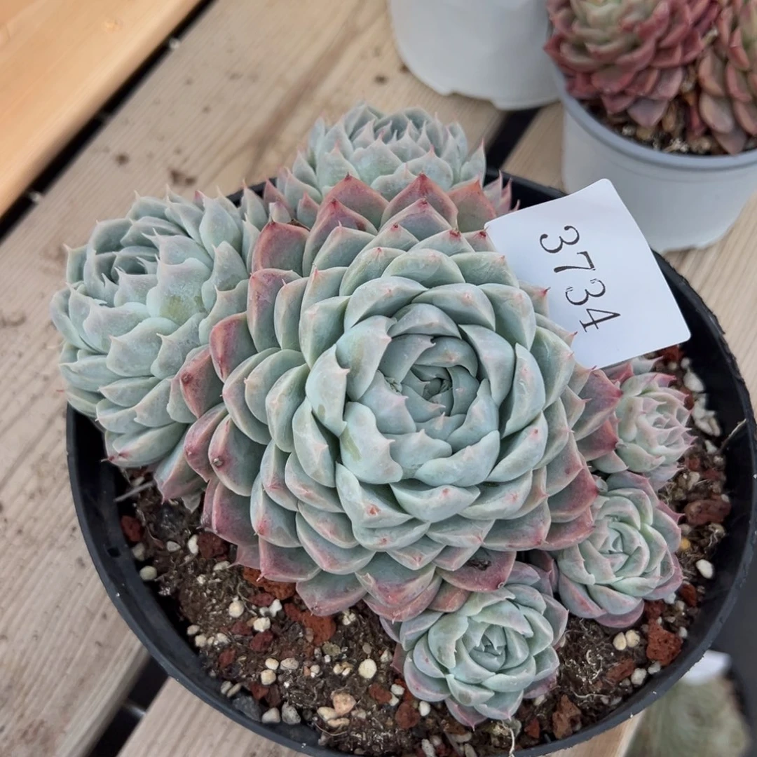 王*宇3734多肉多多多多