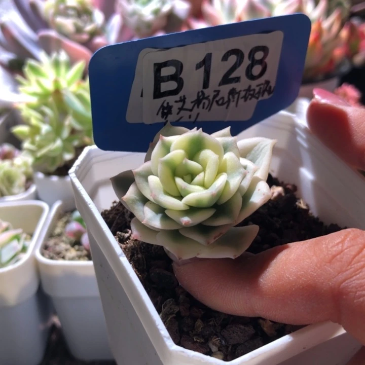 艾格尼丝玫瑰覆轮锦有根