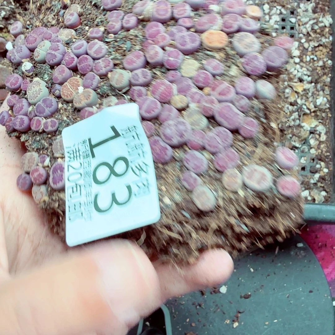 *****我们一起看电视的时间长183