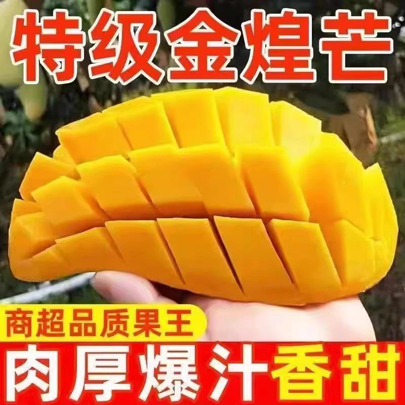 正宗海南金煌芒果5斤8斤水仙芒甜心芒纯甜大青芒超大芒果新鲜水果