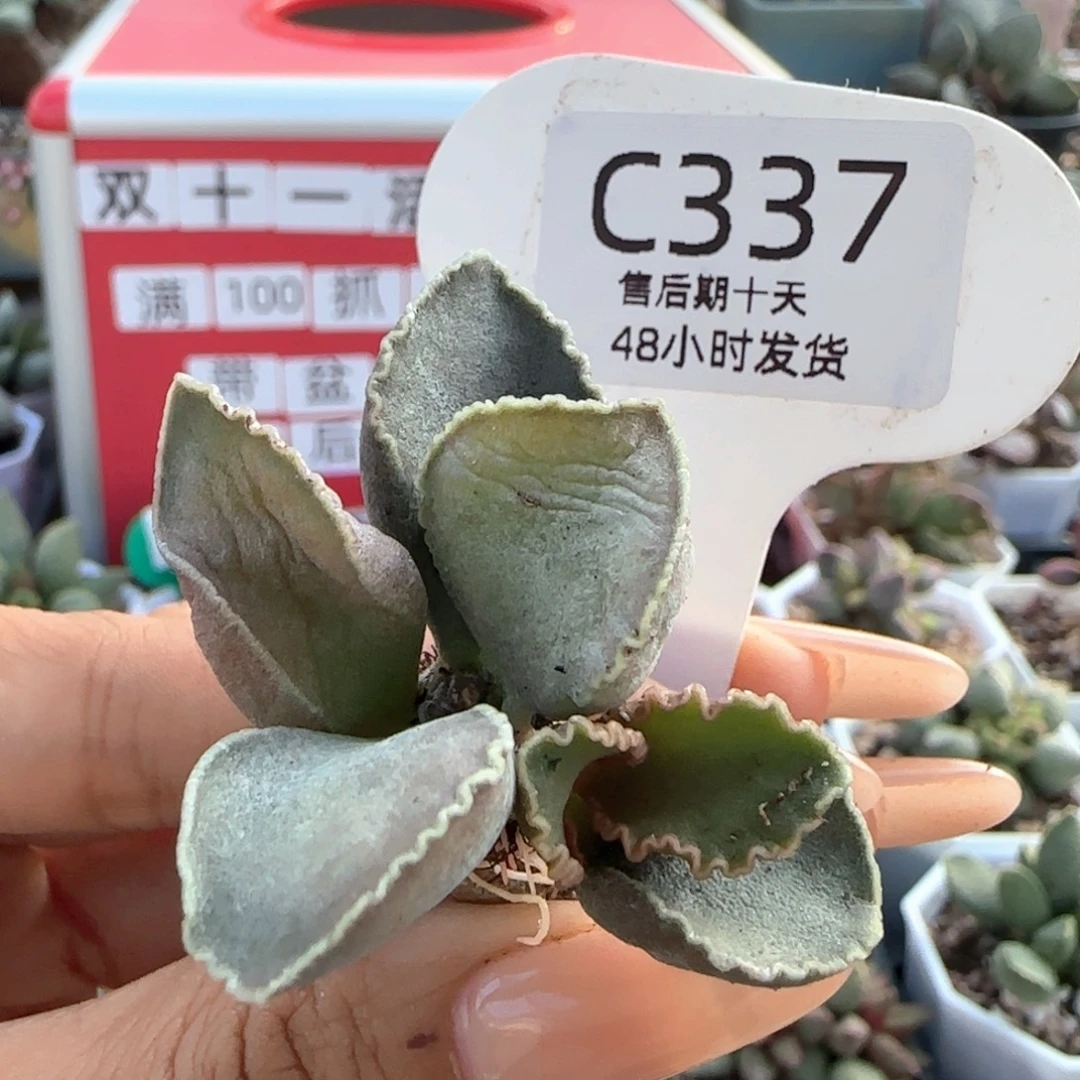 福利。   337。