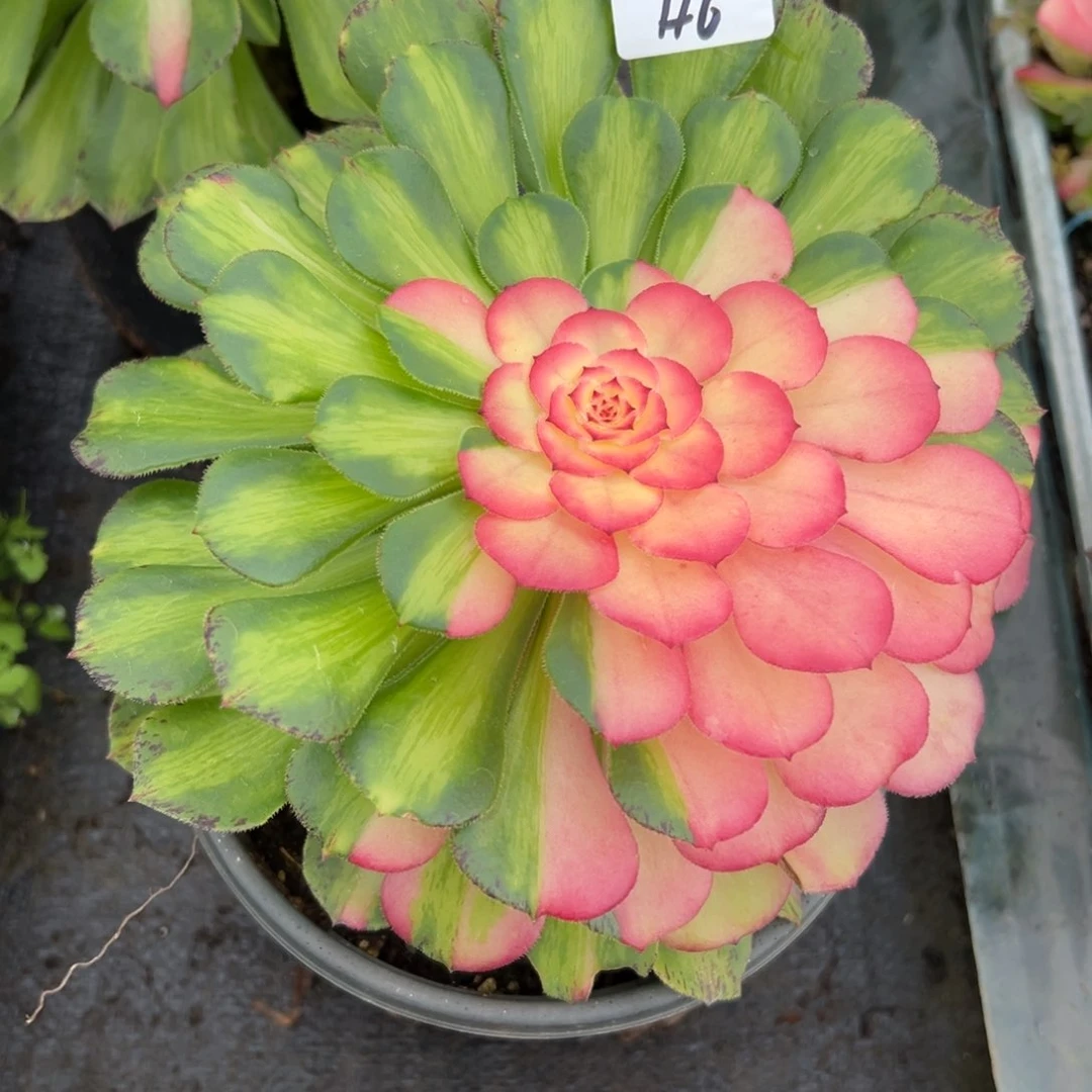 46知否多肉植物系