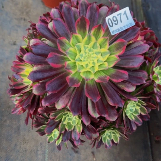 心***怡天河带盆土一起发0971