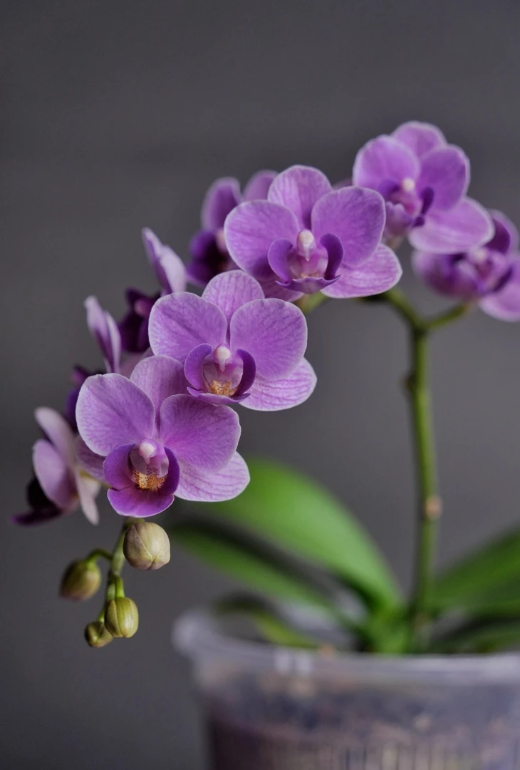 （欧洲小兰）蝴蝶兰3.0寸杯出梗发货（消苞不售后）不拍保温冻坏不赔