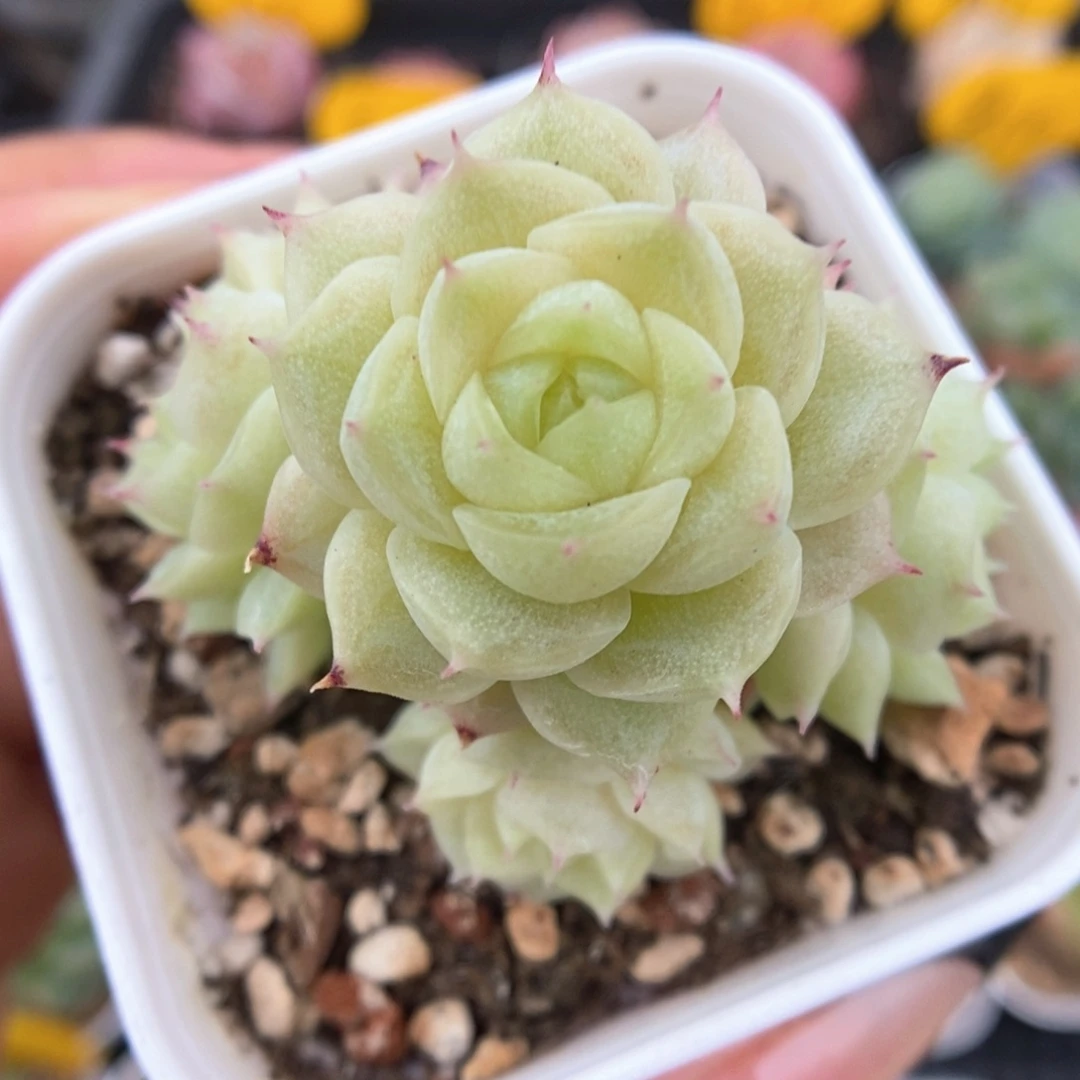 捧花麦秆群生532号