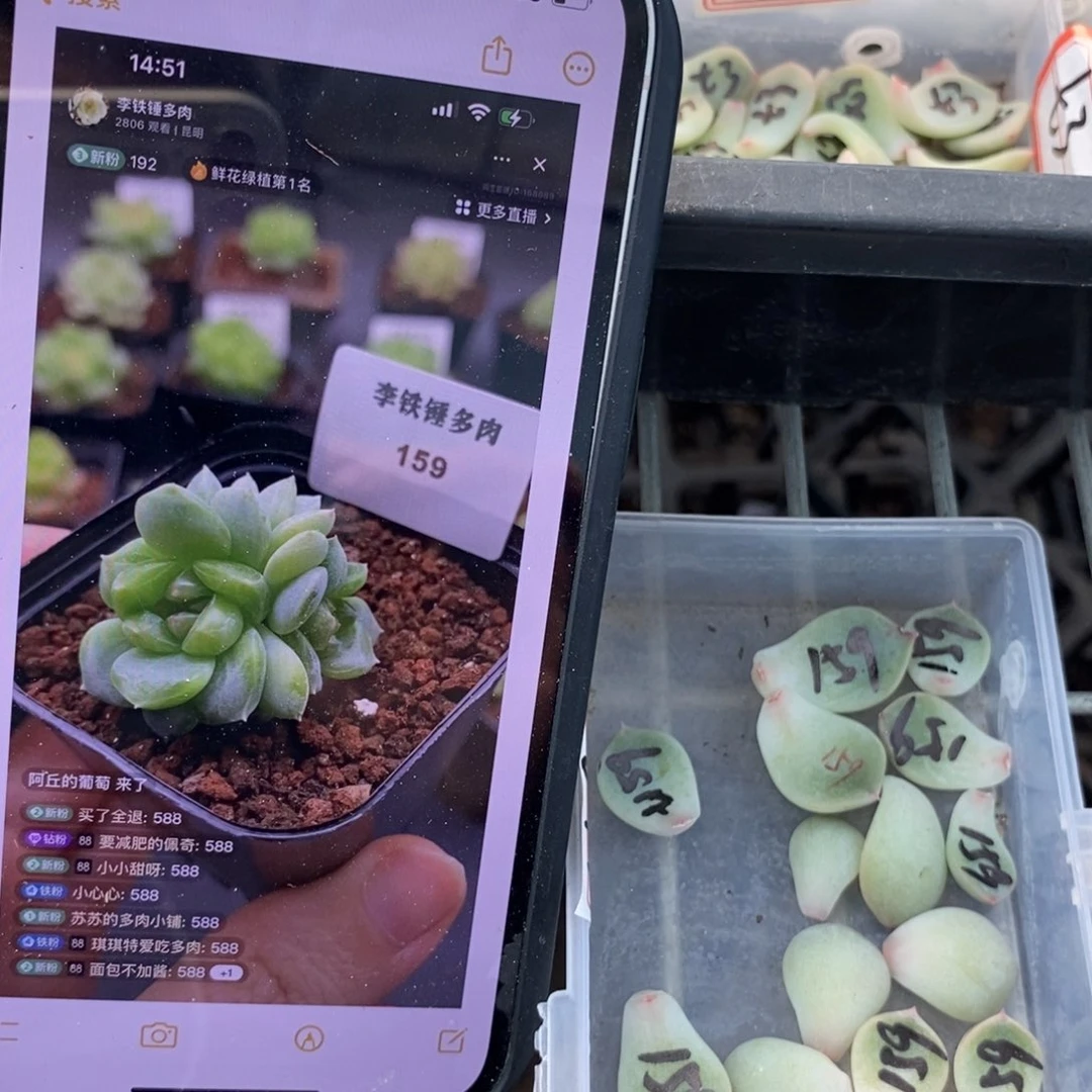 纯叶片甜心159一片