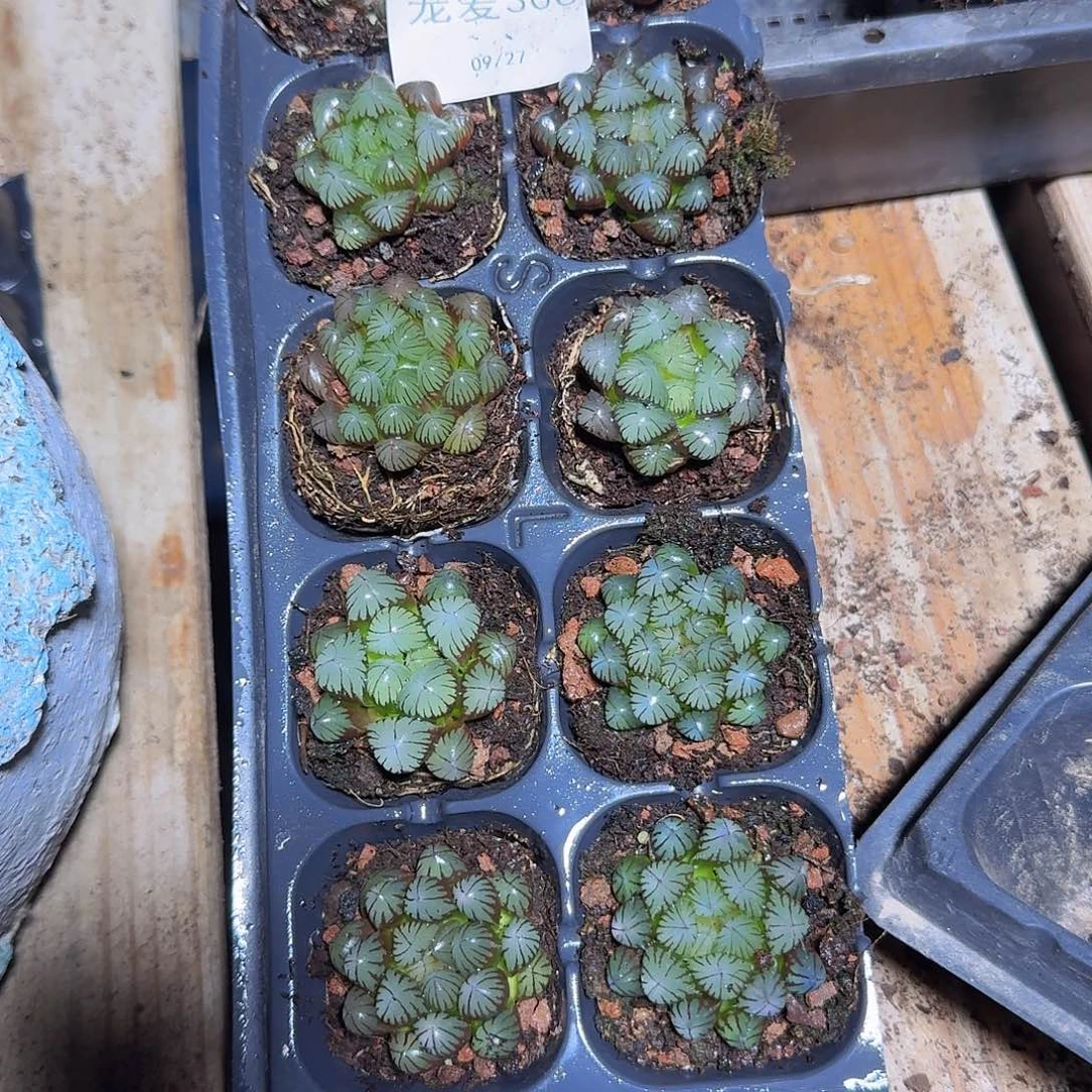 直播福利一物一拍306