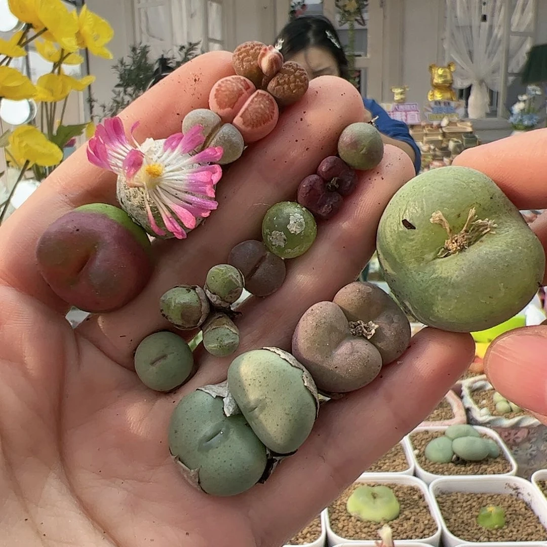 【闪购商品】125 福利