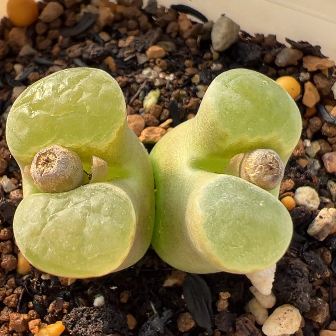 80多肉植物百科知识