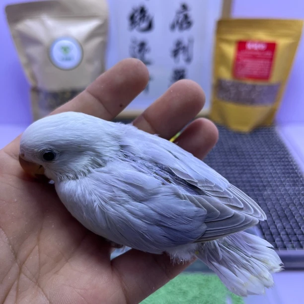 精品紫伊莎公K98831-桃面鹦鹉