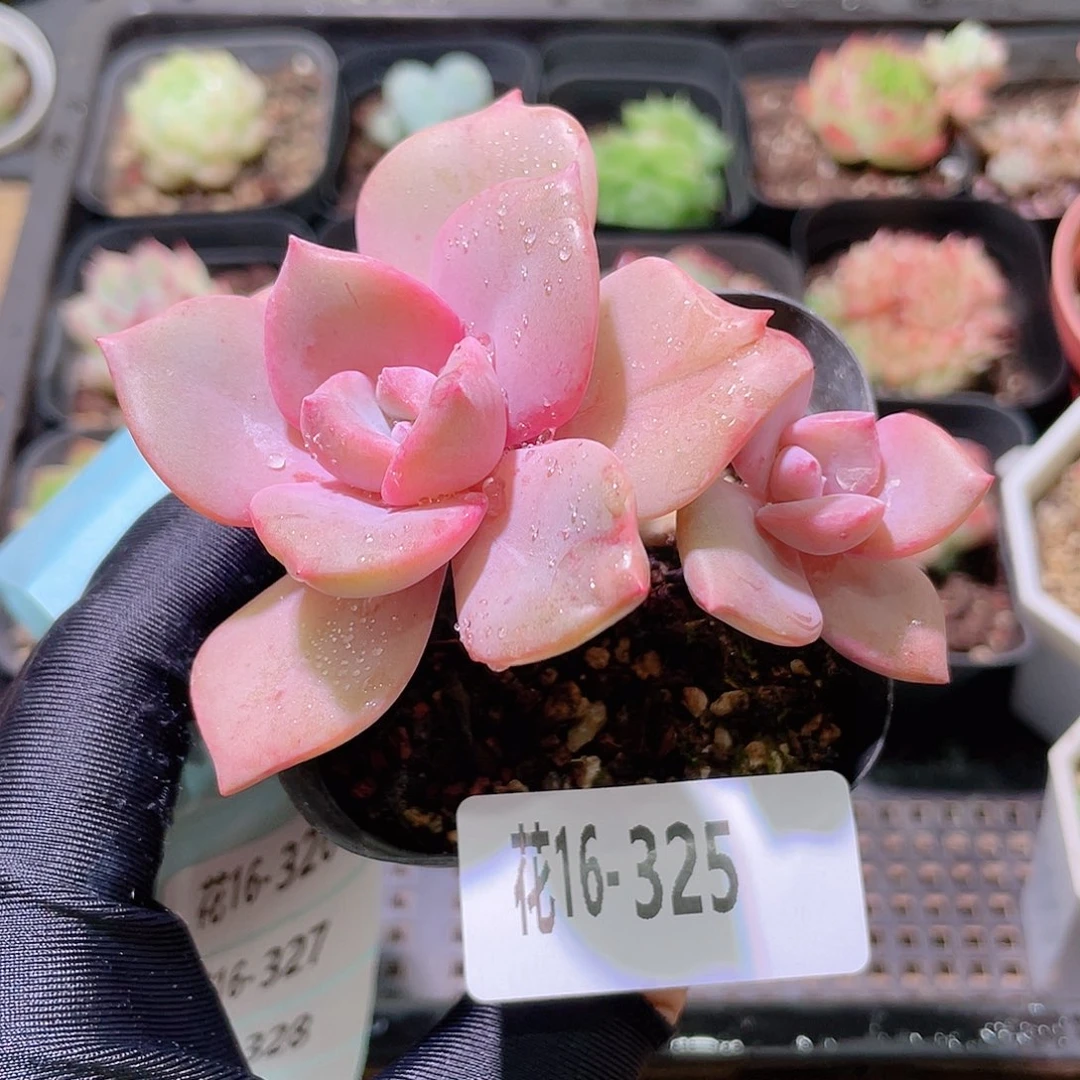 花利美16-325彩虹糖