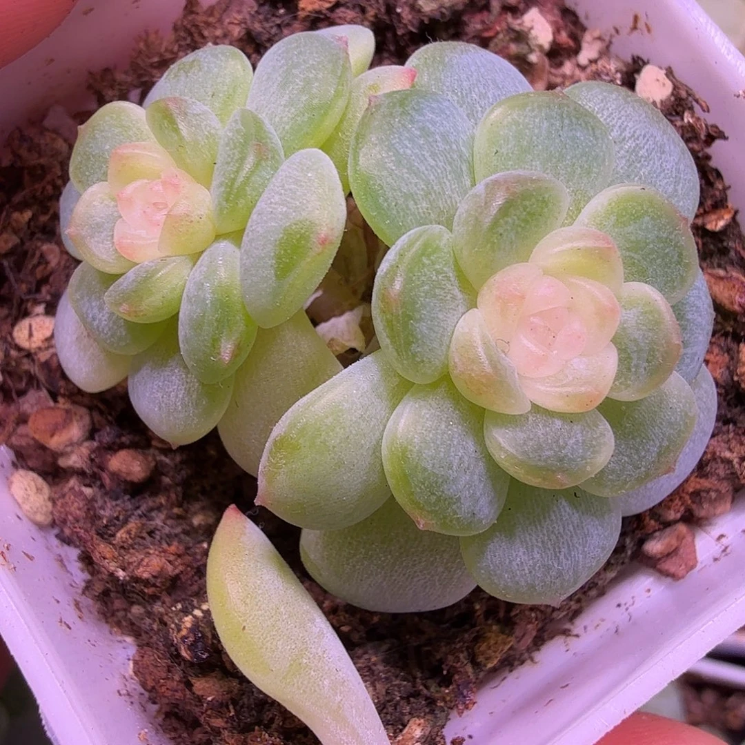 西米露双头开播福利