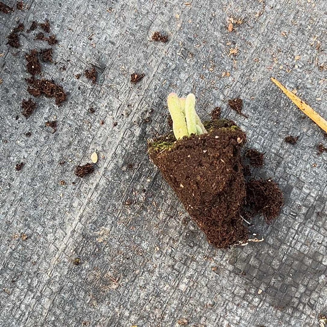 清***新紫闪光优选枝干番杏