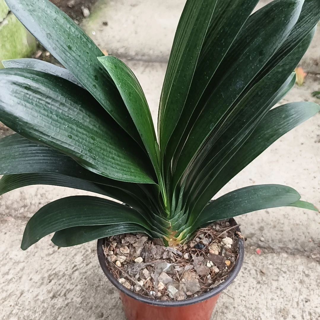 才***根完全开放盲盒大兰一颗拍品