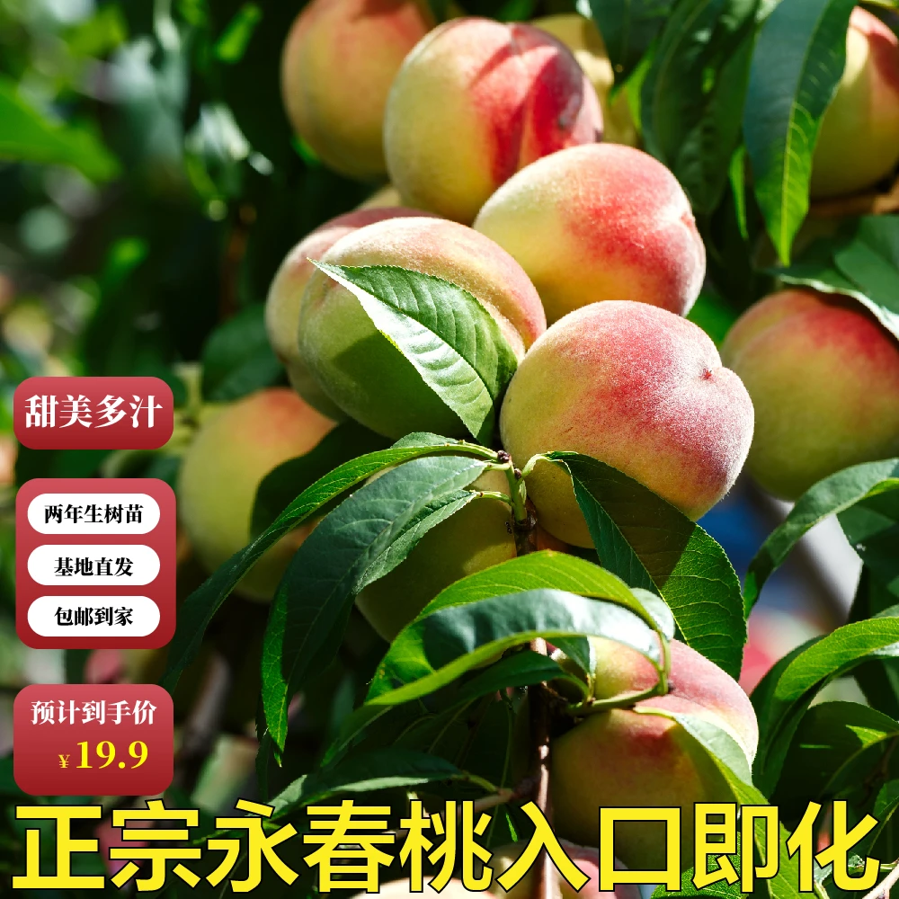 永春桃 嫁接品种 适合南北方种植 庭院室内可种植