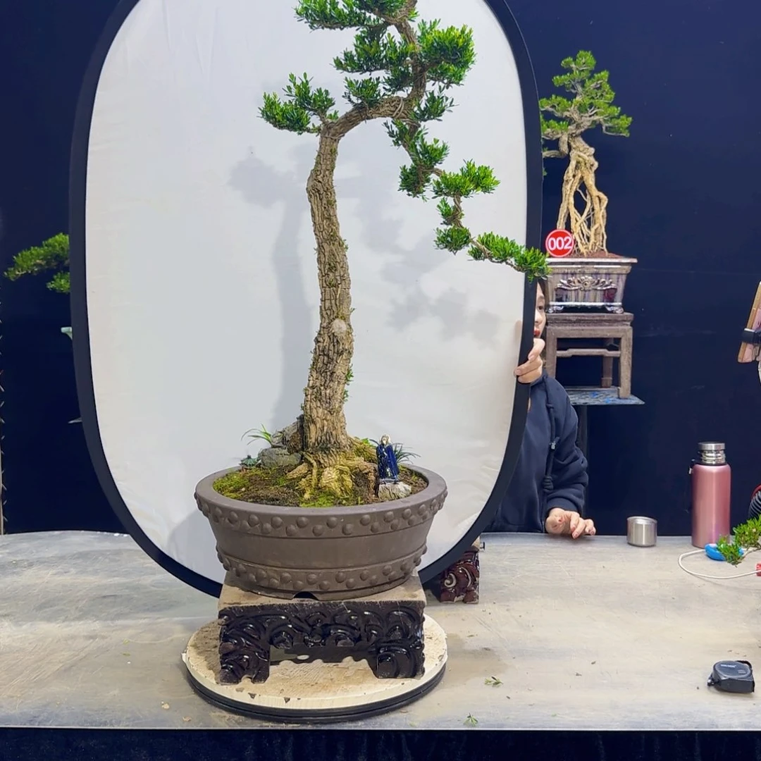 高端黄杨盆景艺术