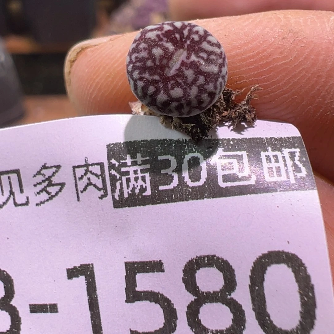 多肉植物111111111111