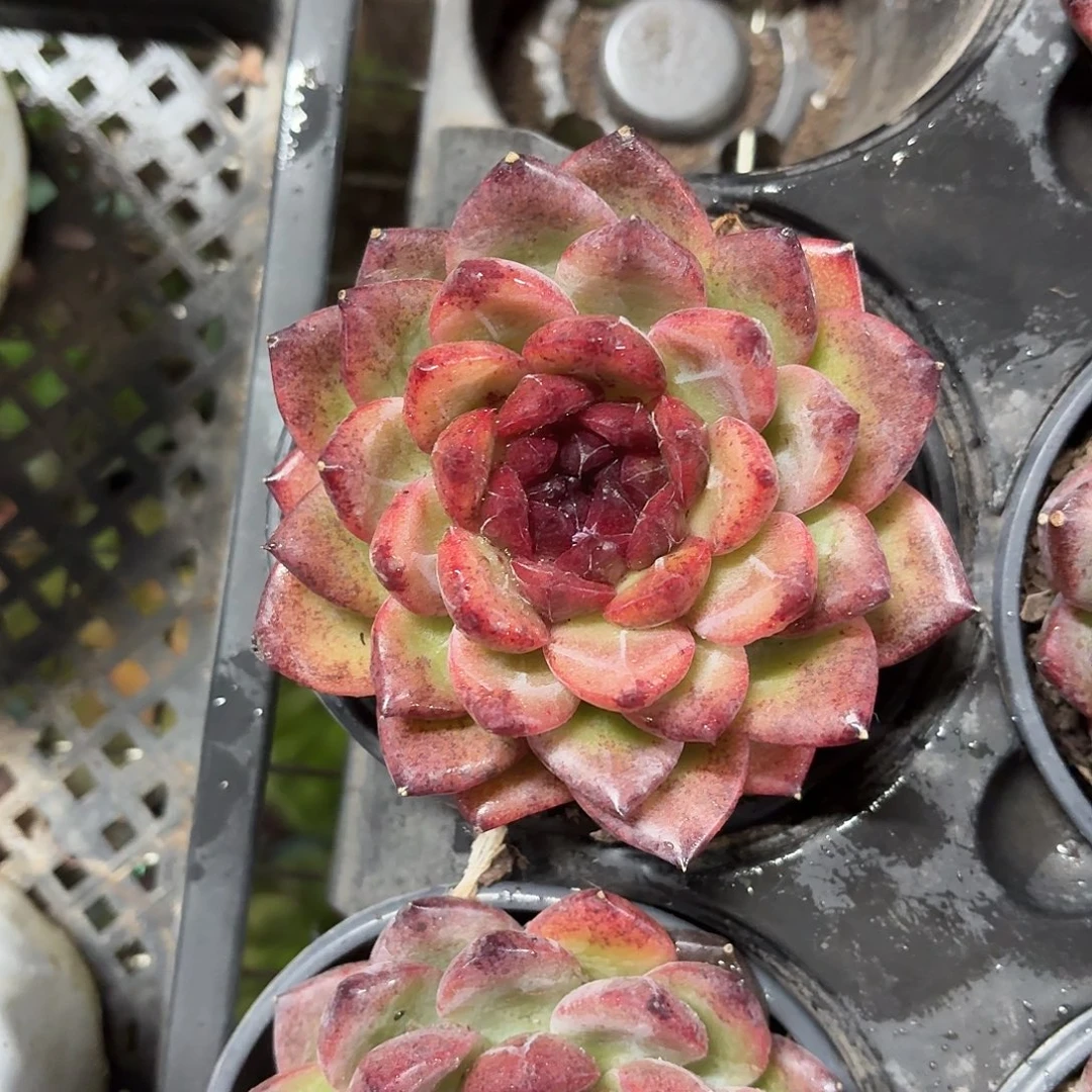 重庆森林新品多肉10㎝盆