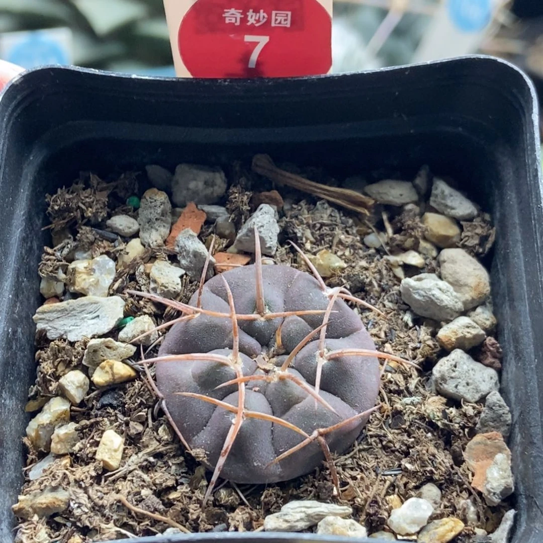 实生紫皮天平丸2.8cm