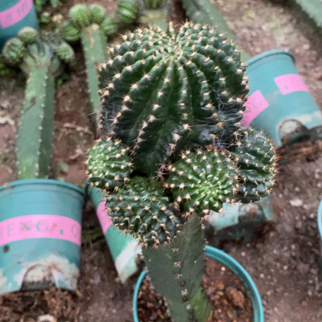 新品丽花红瞳绣谱母本一物一拍8