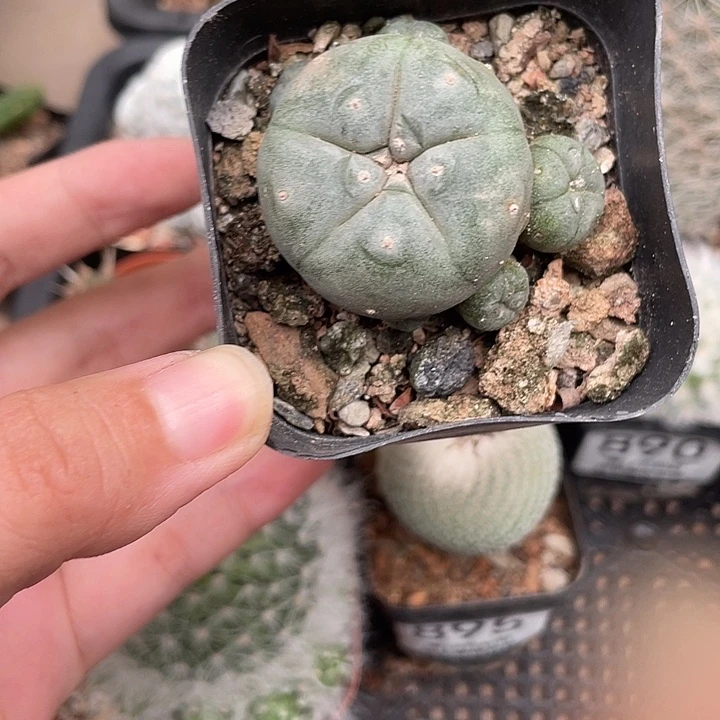896鱼群 仙人球植物