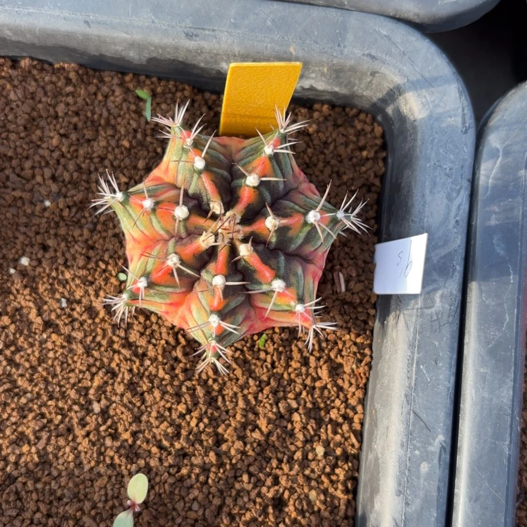 L514-1220泰国发货 九秒钟