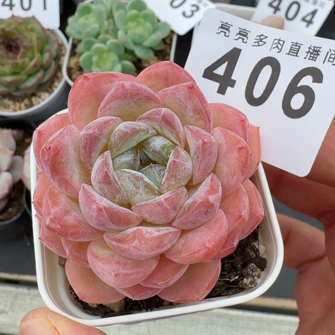 孤品            精美多肉植物            精美多肉植物