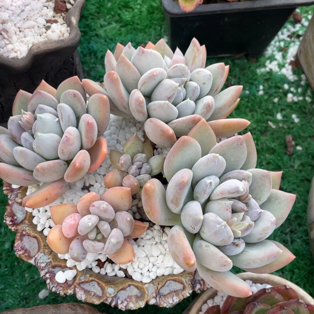 多肉植物盆栽多肉