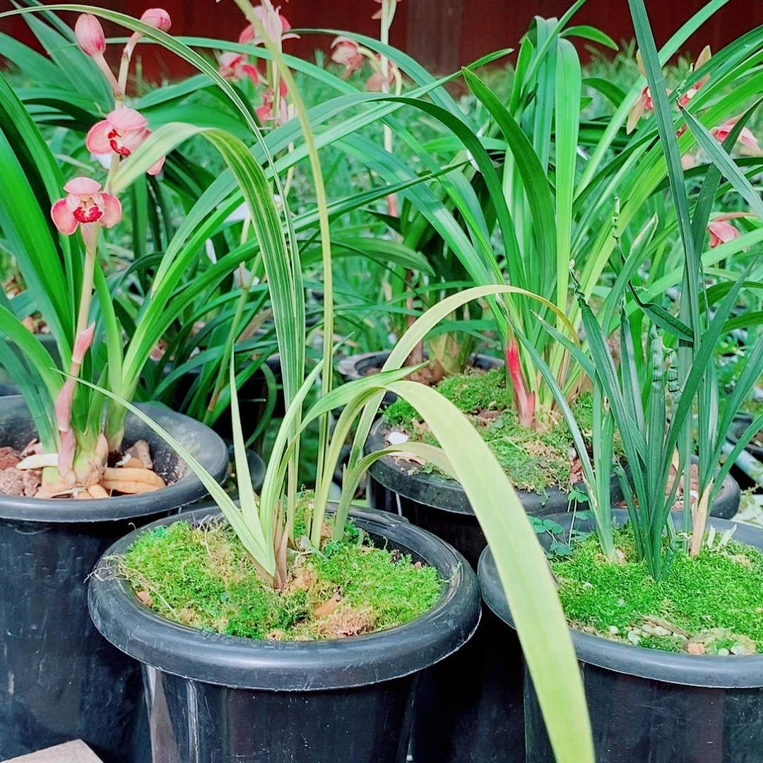 天***8全部花苞一物一拍漂亮开花